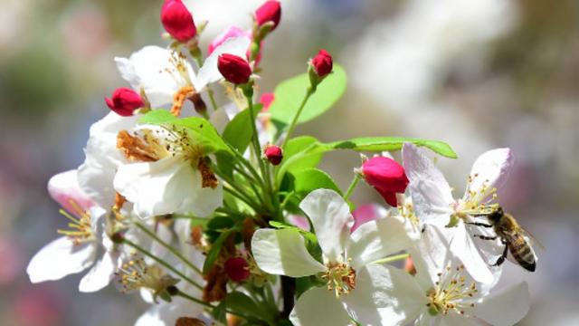 母本树上的花被“封存”，这样昆虫就无法采集到花粉。(图片来源: Getty Images)