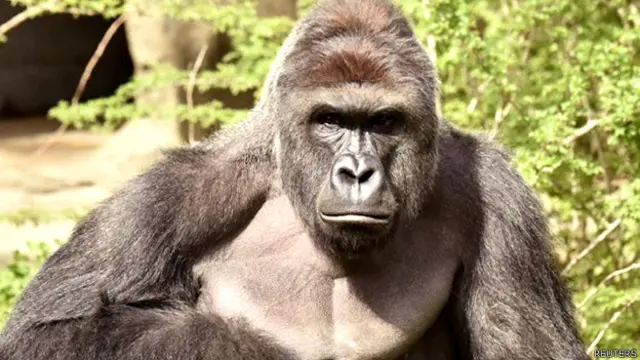 Harambe lahir di penangkaran di Texas dan pindah ke kebun binatang Cincinnati pada tahun 2014.