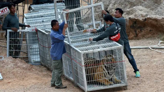 工作人员将老虎装进笼子移走