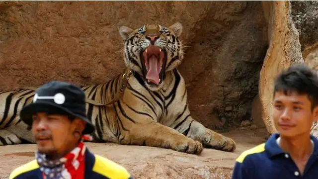 Du khách chụp ảnh với hổ tại Đền Cọp ở Thái Lan