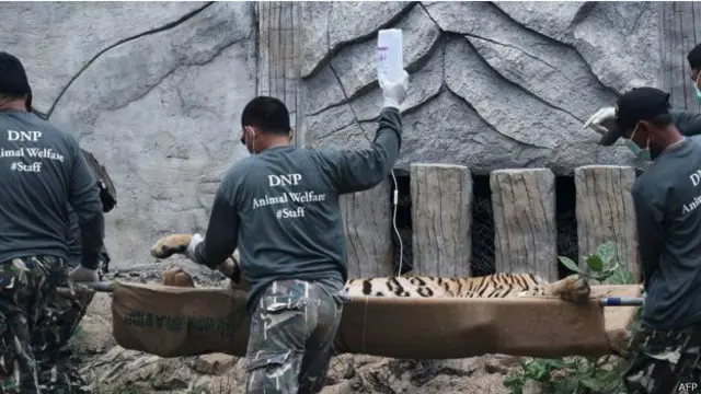 बाघों को हटाना शुरू 