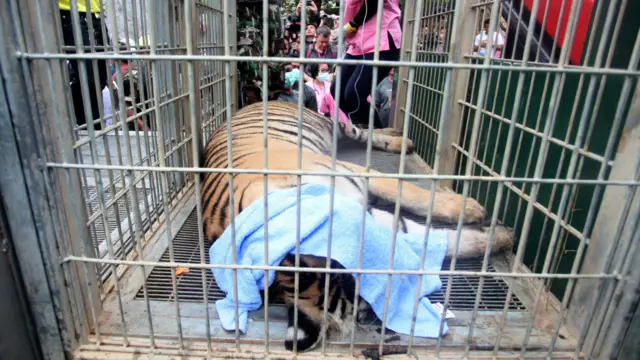 تھائی لینڈ میں حکام کا کہنا ہے کہ انھوں نے جنگلی جانوروں کی سمگلنگ اور ان کے ساتھ بدسلوکی کے الزامات کے بعد ایک بدھ خانقاہ میں موجود درجنوں شیروں کو وہاں سے منتقل کرنا شروع کر دیا ہے۔