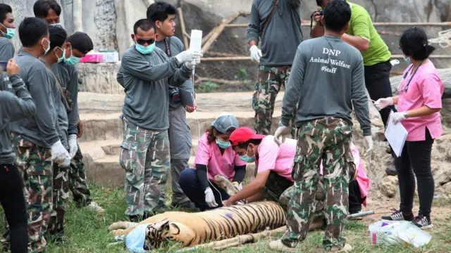 کنچنابوری صوبے میں واقع خانقاہ میں 137 زندہ شیر موجود ہیں اور پیر کو ان میں سے 40 شیروں کو نکالا گیا ہے۔