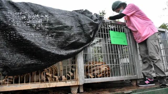 تھائی لینڈ میں نیشنل پارک کے نائب ڈائریکٹر جنرل ادیسورن نچڈیمرونگ نے خبررساں ادارے اے ایف پی کو بتایا: ’اب ہمارے پاس کورٹ آرڈر ہے۔ پہلے ہم مندر سے تعاون چاہتے تھے لیکن ہماری حکمت عملی کامیاب نہیں ہوئی۔‘