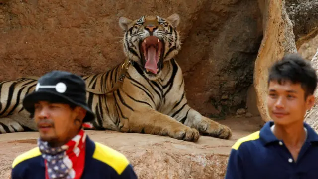 لوگ شیروں کو کھلاتے ہیں اور ان کے ساتھ تصاویر لیتے ہیں۔