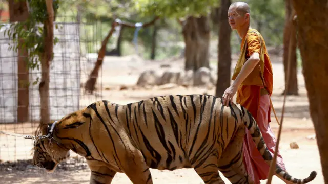 اس مندر کے راہبوں پر غیرقانونی طور پر شیروں کی افزائش نسل اور جانوروں کی سمگلنگ کا الزام ہے۔