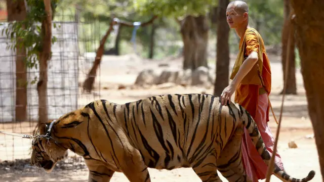 Hổ tại đền thờ ở Thái