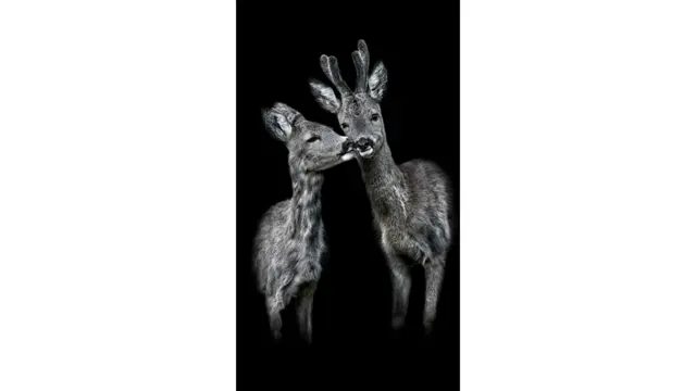 يقول غوتش "يجب أن يأتي الحيوان إلى وليس العكس".