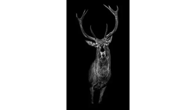 يضع غوتش صوره المقربة للحياة البرية أمام خلفية سوداء.