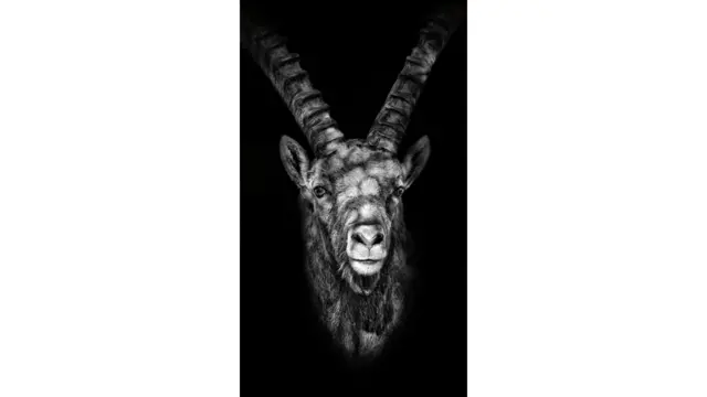 يعشق غوتش التصوير الفوتوغرافي منذ الطفولة: ويقول: "ما تكتشفه عندما تفتح عينيك للحياة البرية مذهل حقا". يمكن تصفح المزيد من أعمال غوتش من خلال موقع: www.uk.lumas.com