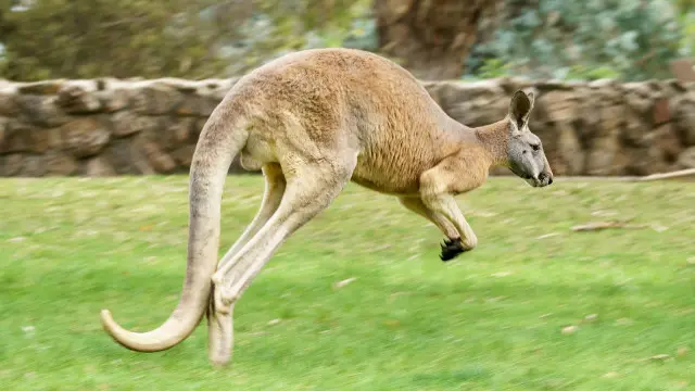 海因里希说，觉得袋鼠当时没有生气的模样，相信袋鼠不是故意攻击她们。（资料图片）