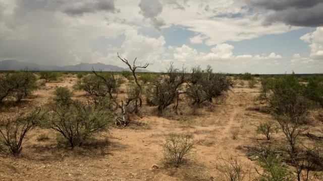Desierto (Foto: Michael Wells)