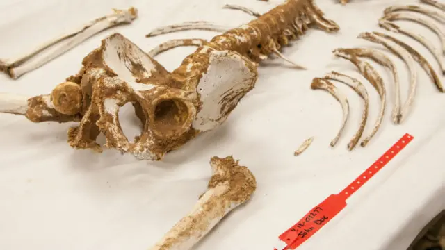 Cadáver (Foto: Michael Wells)