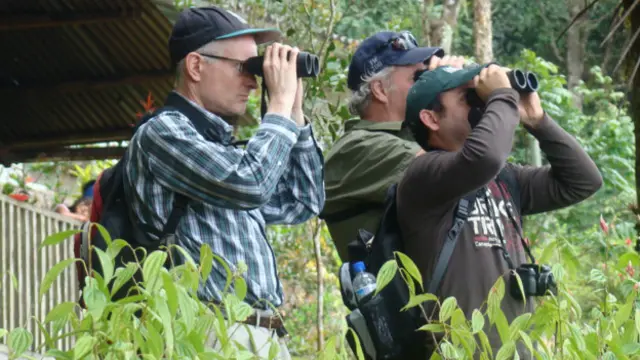 Observadores de aves
