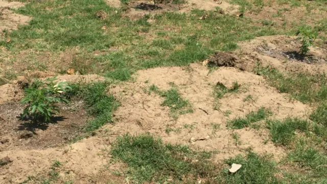 Plantas de marihuana