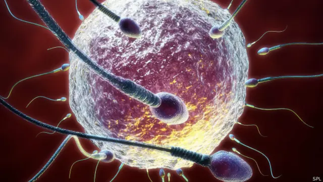 शुक्राणु