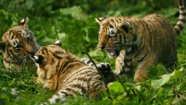 网友称,老虎不发威,你当我病猫?