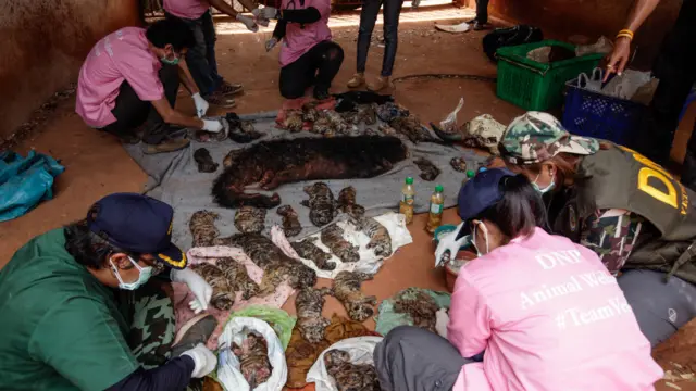 حکام نے اس بدھ خانقاہ سے شیر کے 40 بچوں کی لاشیں بھی برآمد کی ہیں