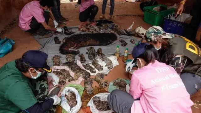 اس خانقاہ کے راہبوں پر غیرقانونی طور پر شیروں کی ا‌فزائش نسل اور جانوروں کی سمگلنگ کا الزام ہے