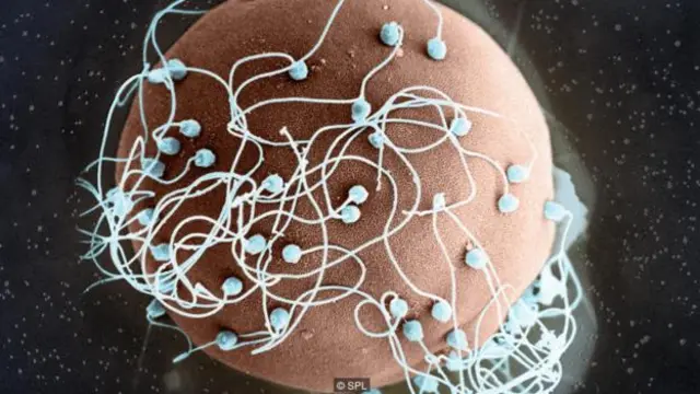 有活性的精子可以存活数天。(图片来源:SPL)