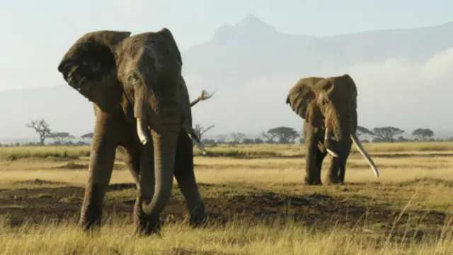 L'ivoire tiré du braconnage en Afrique alimente surtout des pays asiatiques, dont la Chine.