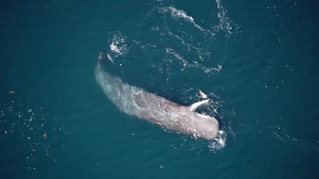 حوت العنبر يتناول طعامه الذي قد يكون حباراً عملاقاً