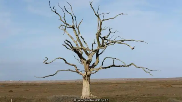 Kanser tümöründeki hücreler ağacın dalları gibi farklı mutasyonlara uğrarlar.