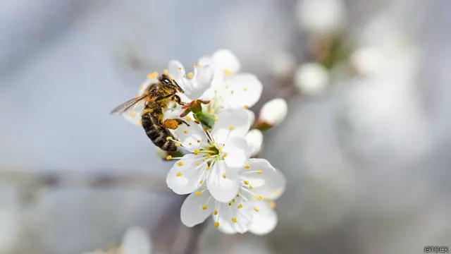 सेब के फूल