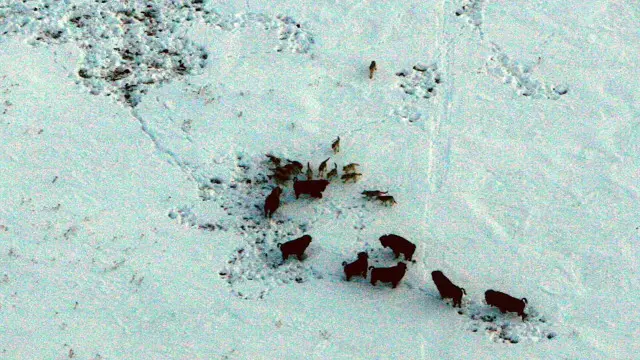 مجموعة ذئاب تهاجم ثور البيسون الأميركي 