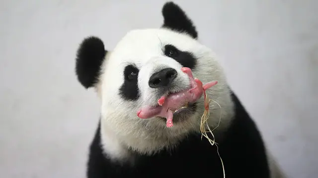 Ibu panda memegang bayi di rahangnya untuk melindungi dan membersihkannya. 