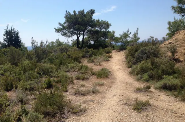 Земля, деревья