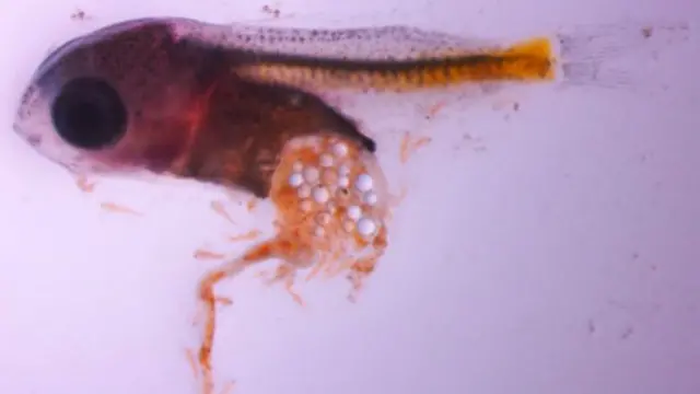 мальки морского окуня