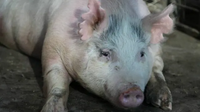 怀有“嵌合体”胚胎的母猪