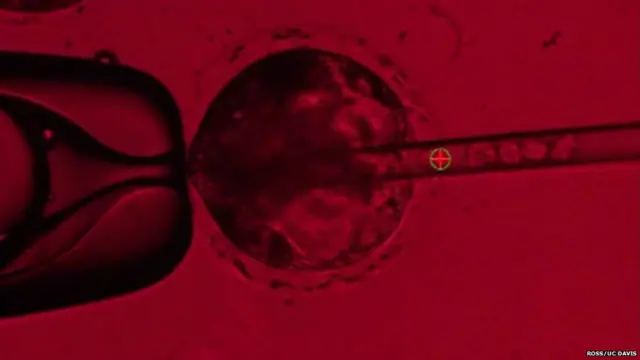 显微镜下的“嵌合体”胚胎