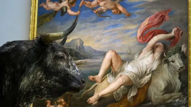 A stuffed bull stands beside Peter Paul Rubens' 'The Rape of Europa' painting at the Prado museum on November 19, 2013 in Madrid, Spain.