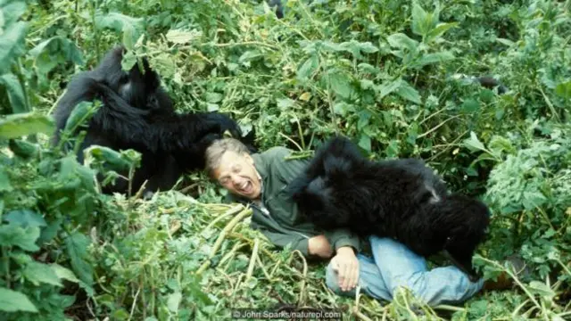 Khi David Attenborough gặp các con khỉ đột vùng núi (Ảnh: John Sparks/naturepl.com)