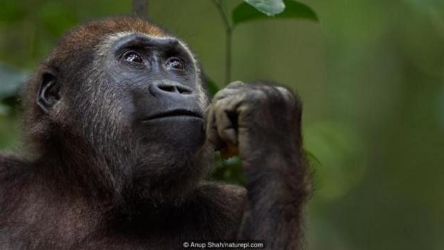 Khỉ đột già nhất thế giới đón sinh nhật lần thứ 65 - YouTube