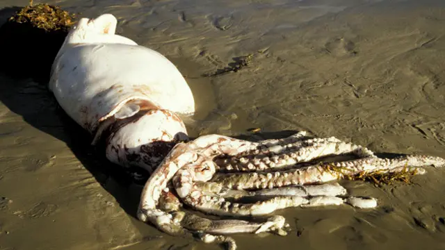 Выброшенный на берег гигантский кальмар