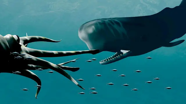 Останки кальмаров находят в брюхе у кашалотов