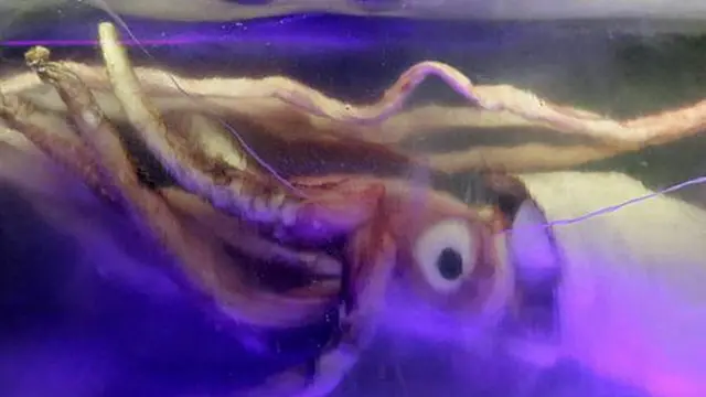 Замороженный гигантский кальмар в Мельбурнском аквариуме (Австралия)