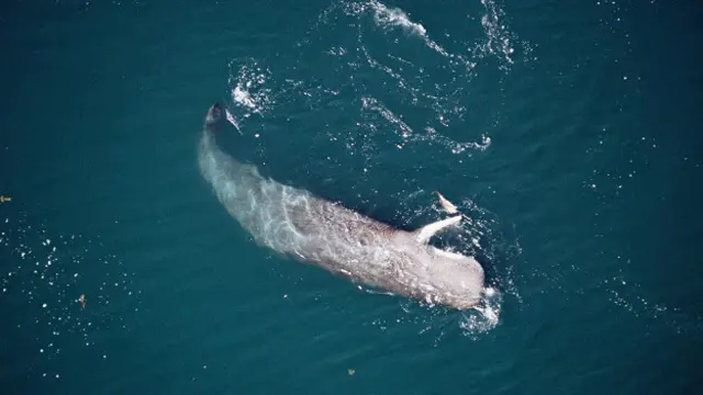 Кашалот пожирает добычу - возможно, гигантского кальмара