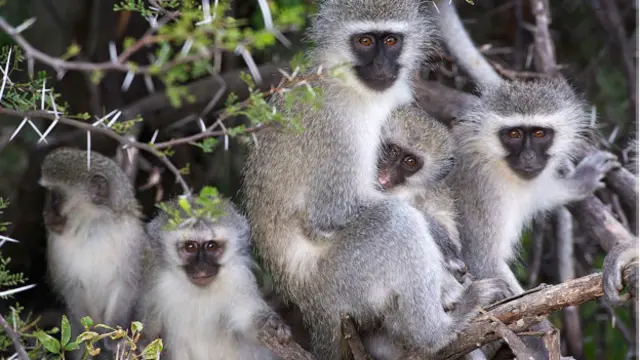 Nyani ni jamaa wa karibu wa binadamu na mara nyingi huiga wanachofanya binadamu