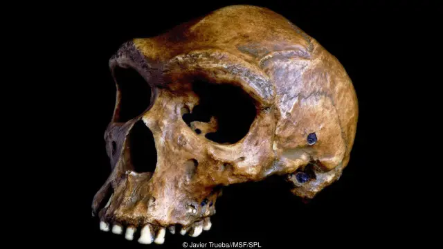  Người tiền sử Hominins vừa là thợ săn vừa là con mồi bị săn đuổi
