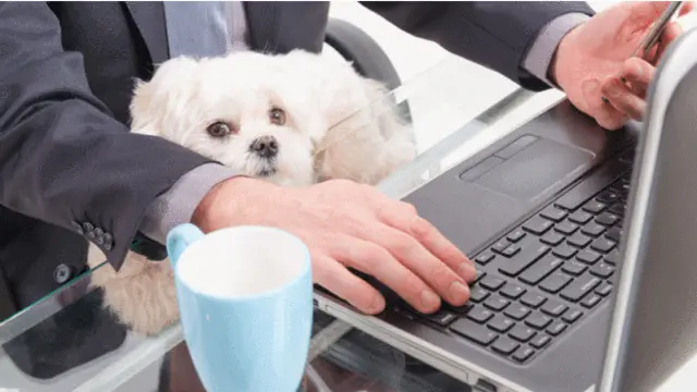 Собака на работе