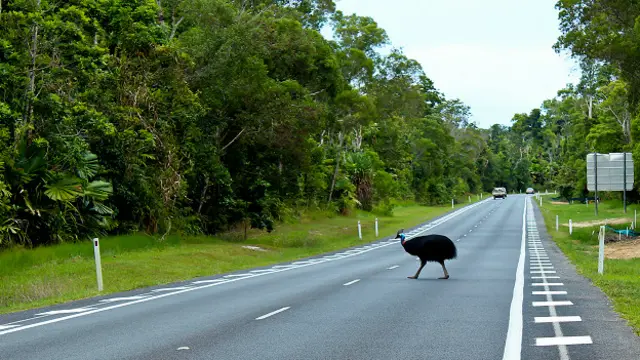 Казуар пересекает дорогу