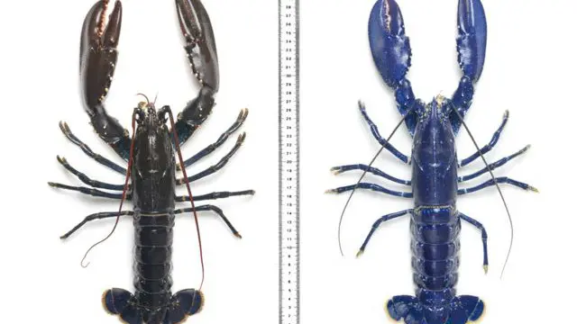 Lobster biru