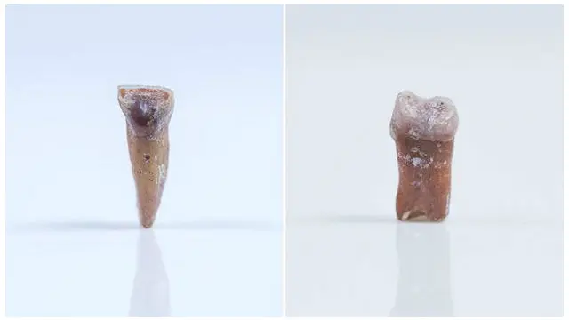 Temuan gigi dari moyang Homo floresiensis.