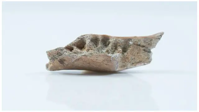 Perkakas batu yang ditemukan di lokasi penemuan fosil.