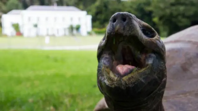 據估計，巨型陸龜喬納森已經有 187 歲