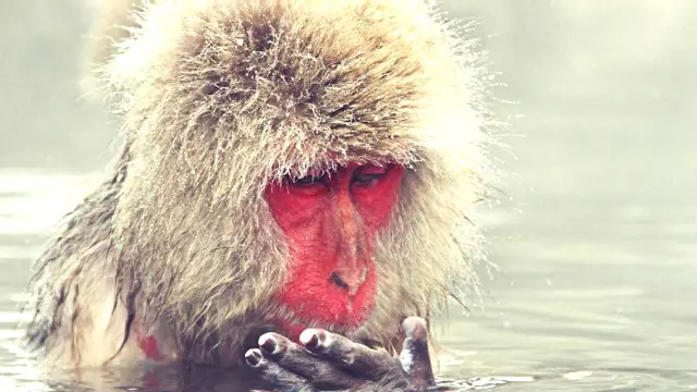 झुर्रियां